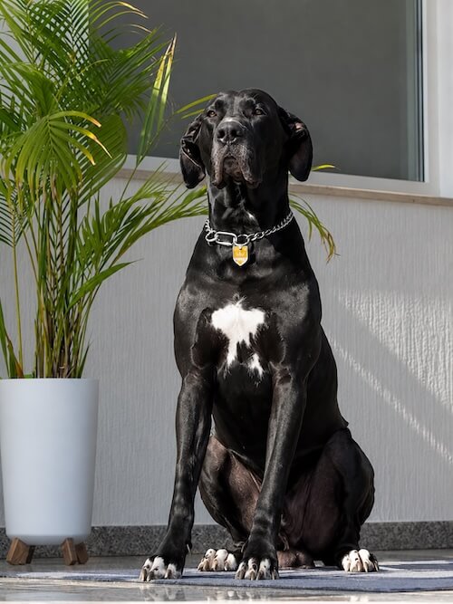 Rudi